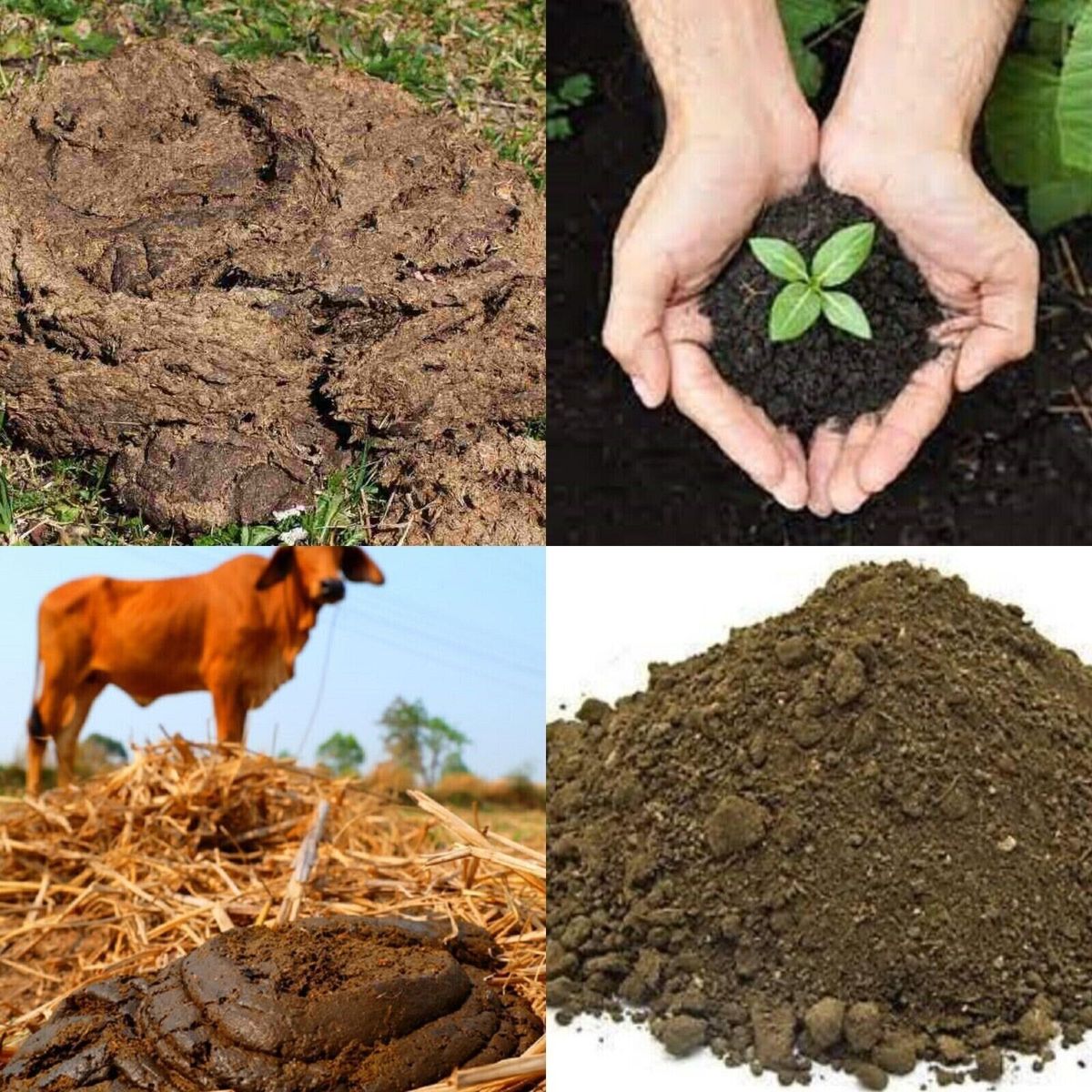 cow-dung